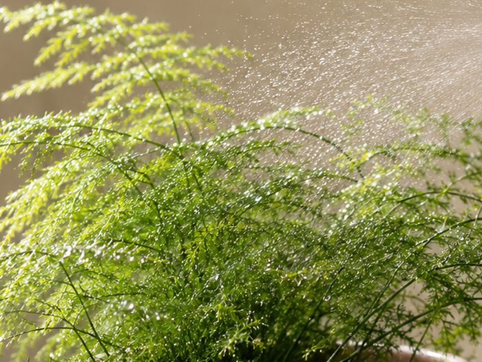 Plantas